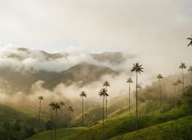 Wachspalmen ragen bis 60 Meter hoch aus dem morgendlichen Nebelwald im Valle de Cocora bei Salento in Kolumbiens Kaffeeregion