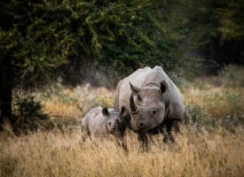 Eine Nashornmutter und ihr Kalb stehen dicht beieinander im hohen Gras in der Nähe von Bäumen in einer Naturschutzgebiet.