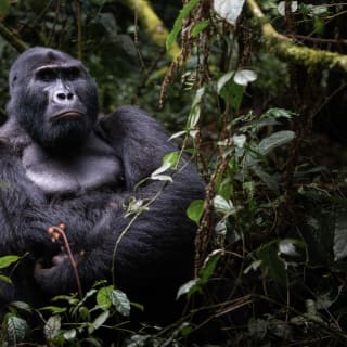Grosser Gorilla sitzt auf dem Boden im Wald