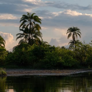 Sonnenuntergang über dem Lekoli Fluss mit Palmen im Hintergrund