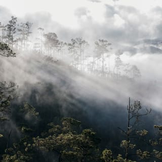 Sonnenstrahlen dringen durch Nebel über dem dichten Regenwald, mit hohen Bäumen und nebliger Atmosphäre.