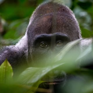 Nahaufnahme eines Flachlandgorillas