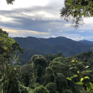 Regenwald des Nyungwe Nationalparks