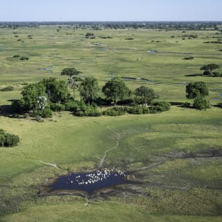 Luftaufnahme einer weitläufigen, grünen Savannenlandschaft in Botswana