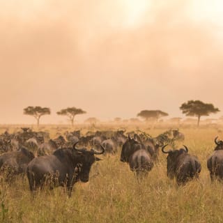 Eine große Herde Gnus zieht bei Sonnenuntergang durch die Serengeti.