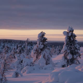 Schneebedeckte Bäume in einer winterlichen Landschaft unter einem wolkigen Himmel mit weichem orangefarbenem Sonnenuntergang im Hintergrund.