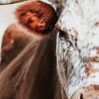 Bulls of Batina in Oman