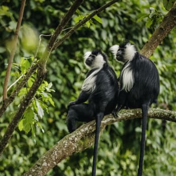 Colobus Affen sitzen auf einem Ast im Wald