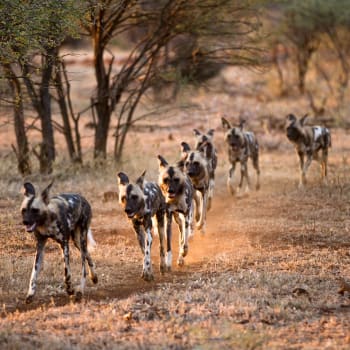 Wildhunde laufen in einer Reihe über die Savanne