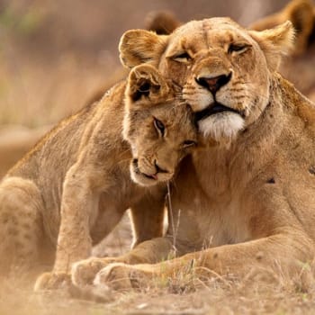 Lion cub cuddling with its mother