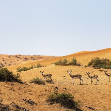 A group of four antelopes walking in a desert landscape with sand dunes and sparse vegetation.