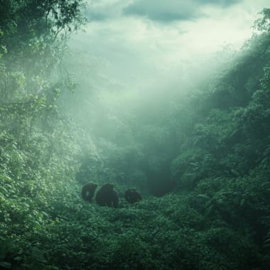 Elephants walking through a lush, dense jungle with sunlight filtering through the trees.