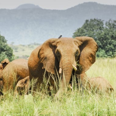 Ein Elefant mit Blick zur Kamera und weitere Elefanten im Hintergrund umgeben von einer Graslandschaft