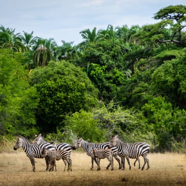 Kleine Gruppe von Zebras vor grünem Wald