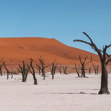 Sandboden mit toten Bäumen und roten Sanddünen