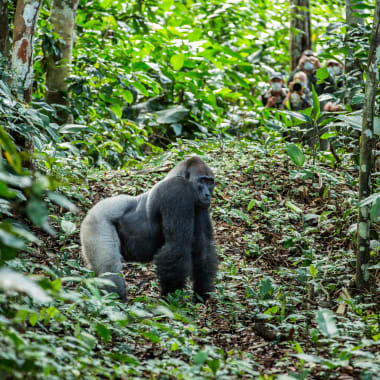 A silverback gorilla walking on the forest floor surrounded by dense green foliage.
