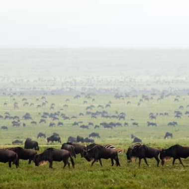 Gnuherde auf offene Savannenlandschaft