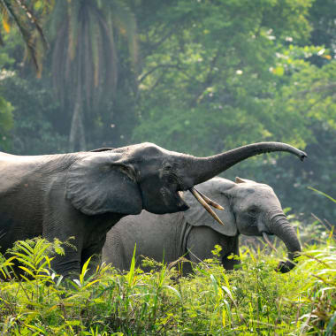 2 elephants in Odzala National Park