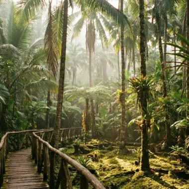 Tropische Vegetation und Palmen im Tayrona-Nationalpark an der Karibikkueste Kolumbiens — Gesundheitsvorsorge und Impfungen fuer Kolumbien-Reisende