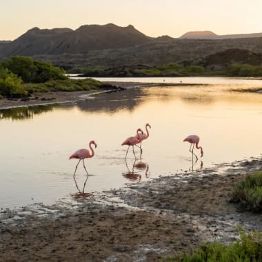 Flamingos waten in einer flachen Lagune auf Floreana, Galapagos, mit Bergen und Büschen im Hintergrund unter einem sanften Abendhimmel.