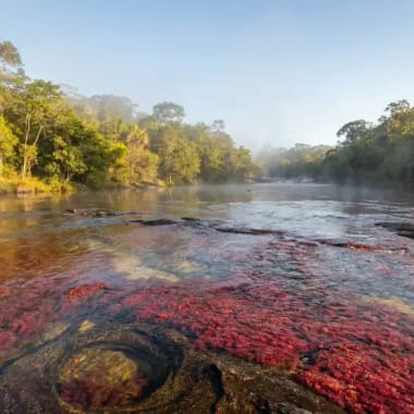 Caño Cristales Kolumbien — leuchtend rote Macarenia clavigera im kristallklaren Flusswasser der Serranía de la Macarena