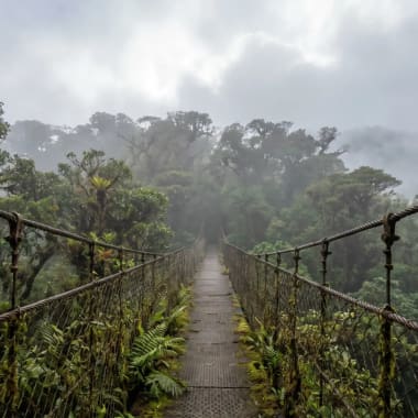 Hängebrücke im Nebelwald von Monteverde zwischen moosbewachsenen Baumriesen im mystischen Morgennebel