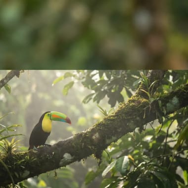 Bunter Tukan im Nebelwald Kolumbiens — Vogelbeobachtung im vogelreichsten Land der Welt