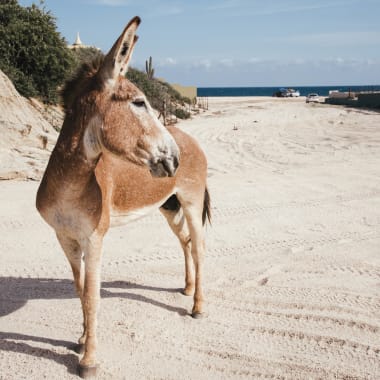 Brauner Esel, der auf einem Sandweg in der Nähe von Baja California, Mexiko steht, mit sichtbarem Ozean im Hintergrund.