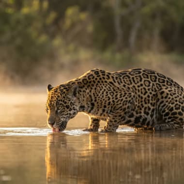 Jaguar am Flussufer des Rio Cuiabá im Nord-Pantanal Brasilien im goldenen Abendlicht