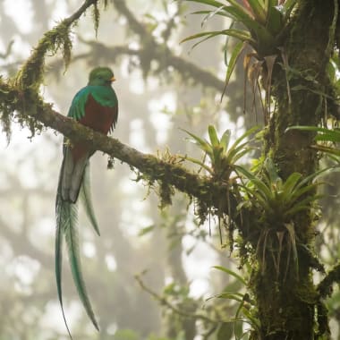 Ein farbenprächtiger Quetzalvogel sitzt auf einem moosbedeckten Ast in einem nebligen tropischen Wald.