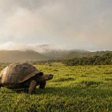 Freilaufende Galapagos-Riesenschildkroete im gruenen Hochland von Santa Cruz — die Hub-Insel des Archipels mit sechs Vegetationszonen
