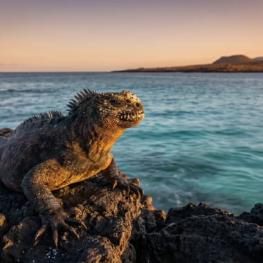 Eine Meerechse sonnt sich auf felsigen Vulkanufern mit dem Ozean und entfernten Inseln unter einem Sonnenuntergangshimmel auf den Galápagos-Inseln.