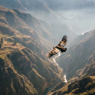 Panorama des Colca Canyon in Peru mit fliegendem Andenkondor über der weiten Schlucht