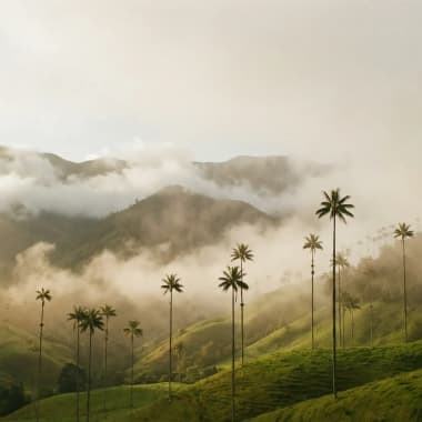 Wachspalmen ragen bis 60 Meter hoch aus dem morgendlichen Nebelwald im Valle de Cocora bei Salento in Kolumbiens Kaffeeregion