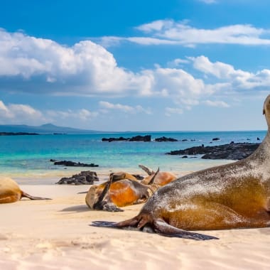 Mehrere Seelöwen ruhen auf einem weißen Sandstrand mit türkisem Wasser und bewölktem Himmel im Hintergrund, vermutlich auf den Galapagos-Inseln.