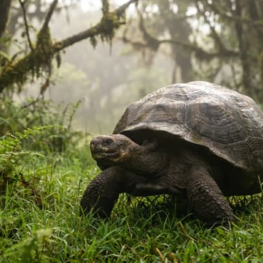 Eine große Galápagos-Riesenschildkröte, die im üppigen grünen Gras mit dichtem Wald im Hintergrund läuft.
