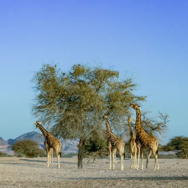 Eine Gruppe von Giraffen, die um verstreute Bäume in einer trockenen Savannenlandschaft unter klarem blauem Himmel stehen und fressen.