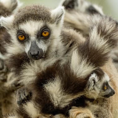 Two lemurs cuddling together with one looking directly at the camera and the other resting its head on its companion.