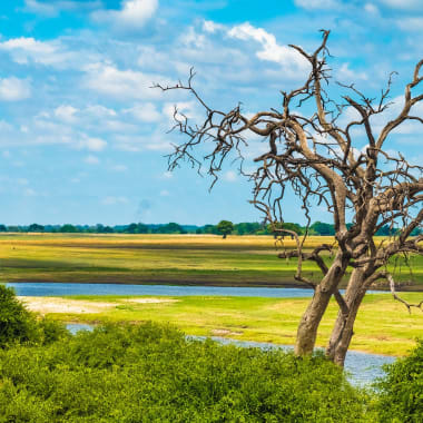 A leafless, twisted tree stands beside a river in a lush savannah landscape under a partly cloudy sky.