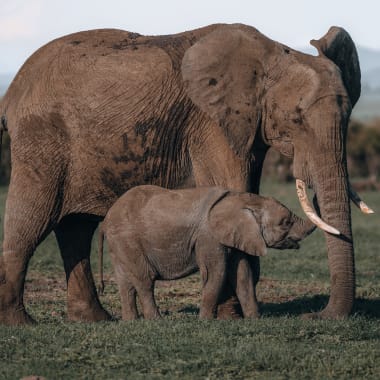 A mother elephant and her calf walking on a grassy plain in Serengeti, Tanzania.