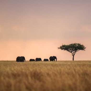 Elephants and a solitary tree stand on a vast grassland during sunset in Masai Mara, Kenya.