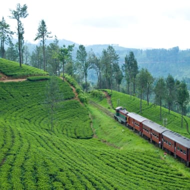 Ein roter Zug fährt durch grüne Teefelder auf einer Hügellandschaft in Sri Lanka.