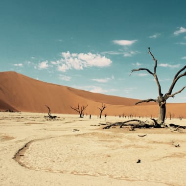 A barren landscape with dead trees scattered across the cracked, dry ground leading to sand dunes in Namibia's Sossusvlei.