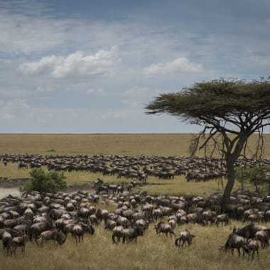 Eine weite Ebene mit einer großen Herde Gnus, die über die Landschaft ziehen, mit einer einsamen Akazie unter einem bewölkten Himmel in Tansania.