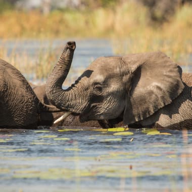 Zwei junge Elefanten spielen sich mit ihren Rüsseln im Wasser im Okavango-Delta in Botswana.