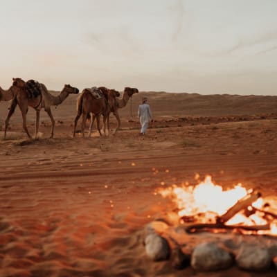 campfire with camel in the background at Canvas Club north camp