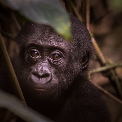 Baby Gorilla durch Äste fotografiert