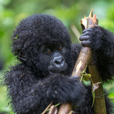 Kleiner Gorilla kaut an einem Bambusast