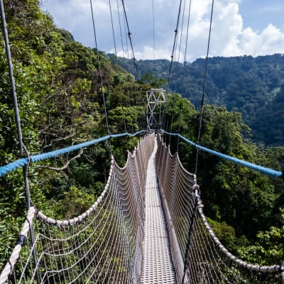 Eine Hängebrücke hoch über dem dichten Regenwald im Ruanda-Nyungwe-Nationalpark mit saftig grünen Bäumen und Bergen im Hintergrund.