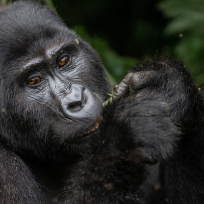 Ein junger Berggorilla isst Bambus im Bwindi-Nationalpark.